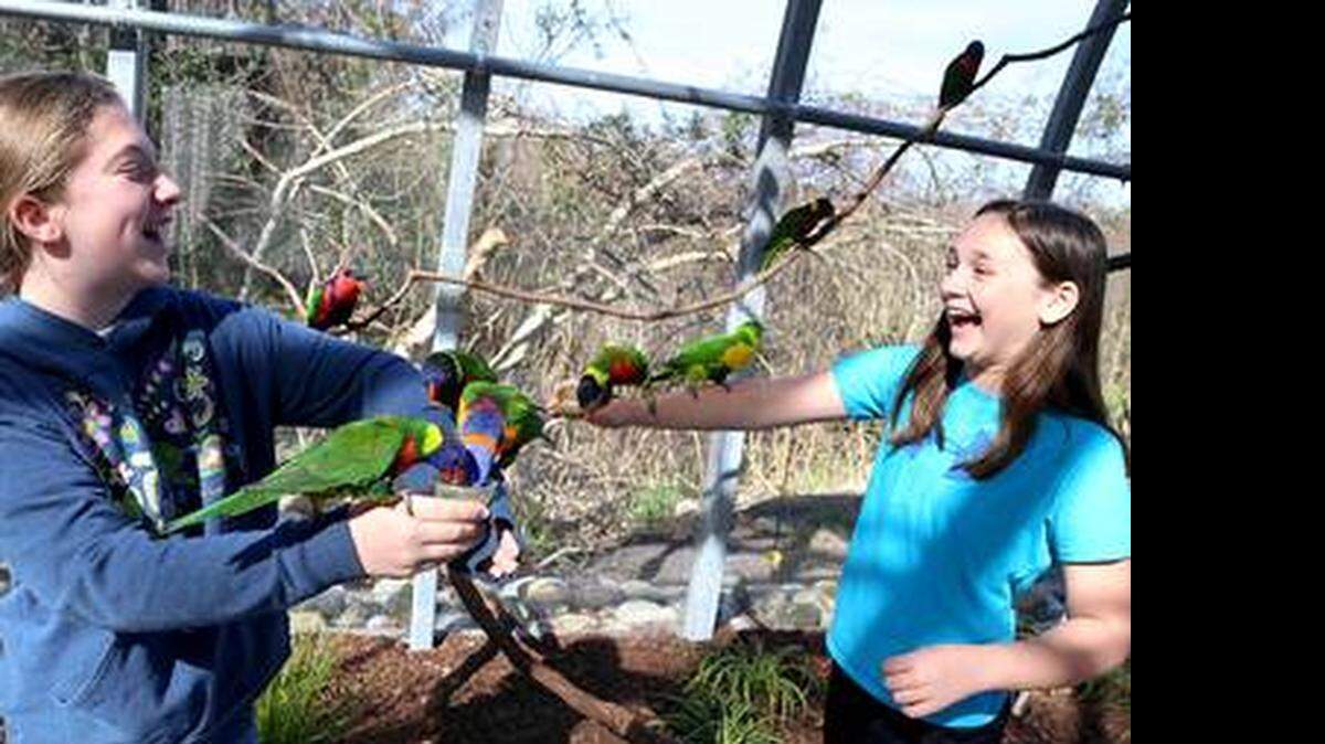 
Visit “Lorikeet Landing,” an interactive exhibit of multicolor, radiant, tropical birds, through September in an aviary outside the N.C. Aquarium at Fort Fisher, on U.S. 421, just south of Kure Beach, N.C.
