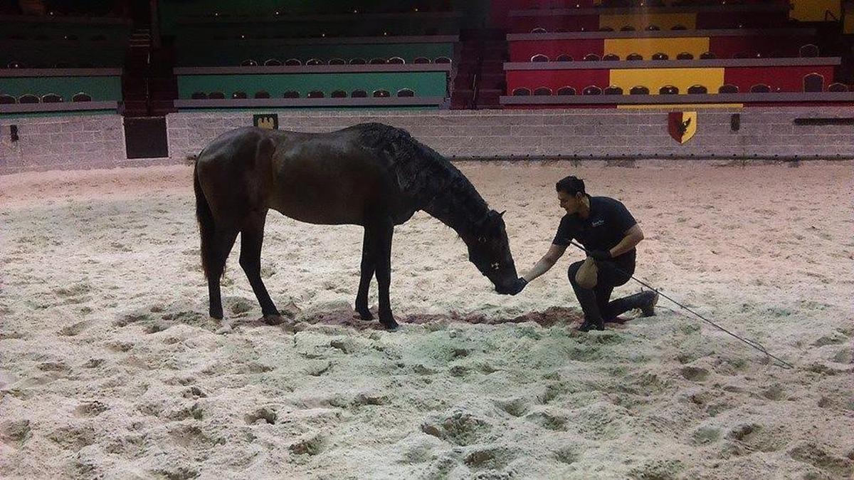 Lirico, a 3-year-old Andalusian from Texas, has begun two years of training among the herd of 23 horses at Medieval Times Dinner & Tournament near Myrtle Beach, where performances full of “battles” and showmanship are scheduled for every night this week at the castle, in the Fantasy Harbour area, off U.S. 501, just west of city limits.