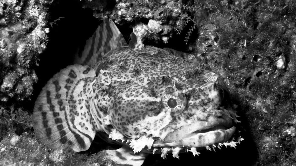 This picture shows a toadfish, among 32 black-and-white photos in “Joe Quinn: Underwater,” through April 21 at Franklin G. Burroughs-Simeon B. Chapin Art Museum, 3100 S. Ocean Blvd., Myrtle Beach.
