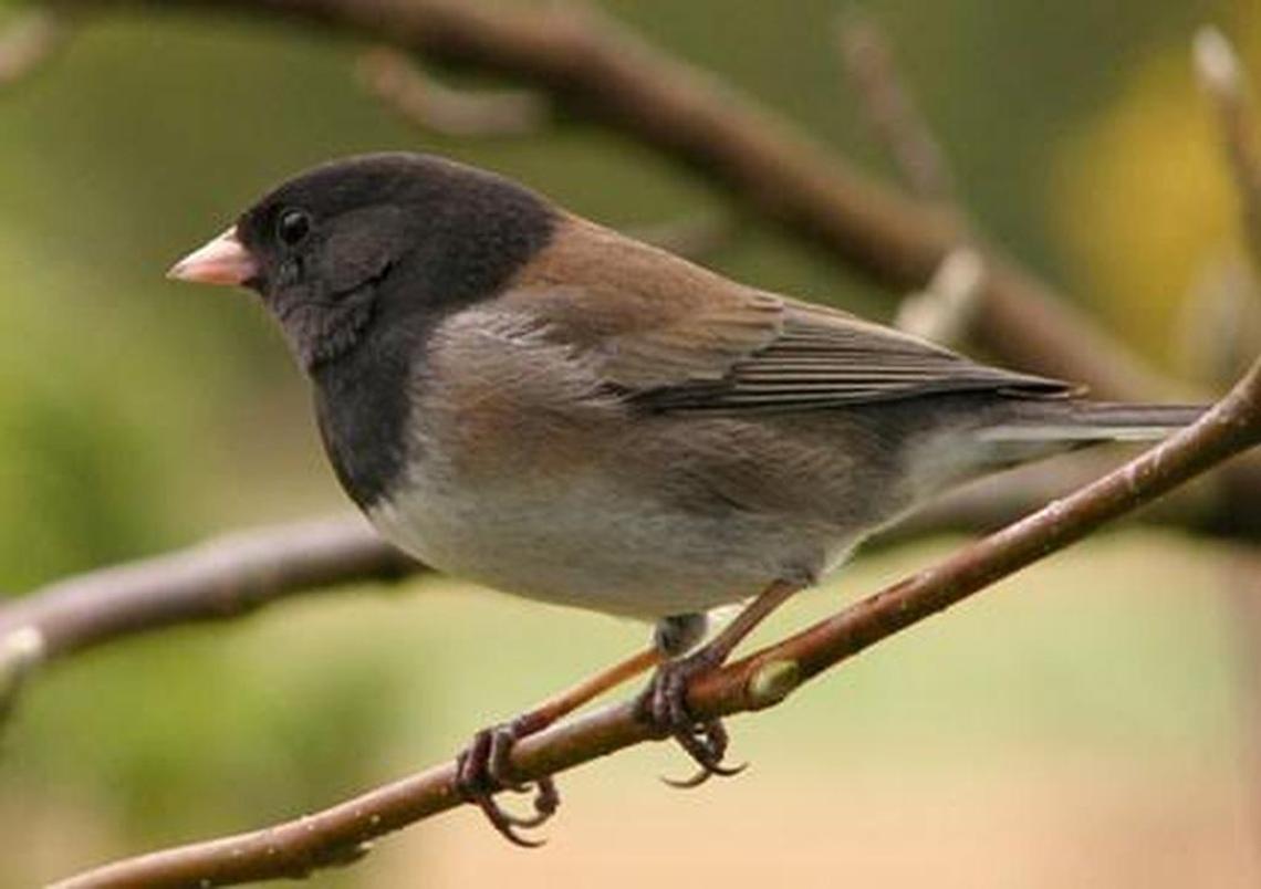 The dark-eyed junco (pictured) was the most observed species in the 2016 “Great Backyard Bird Count.” Take part in the 20th annual GBBC, Feb. 17-20, open to anybody, anywhere, and free, but computer access required at birdcount.org. Also, the Museum of Coastal Carolina, 21 E. Second St., Ocean Isle Beach, N.C., will have a preparatory workshop at 11 a.m. Saturday, with Kurt Hugelmeyer, an avid birdwatcher from Sunset Beach. It’s free with museum admission. 910-579-1016 or museumplanetarium.org.