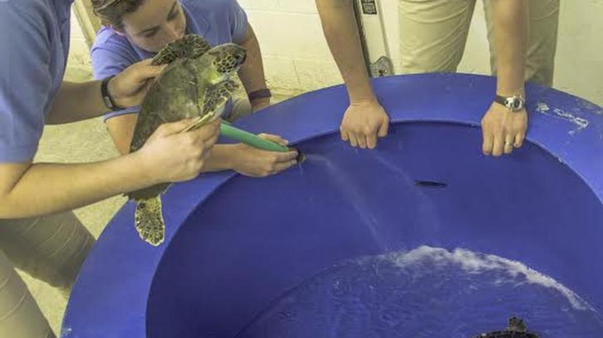 Animal care staff members (from left) Angela Traetow, Stephanie Phillips and Carol Richard examine two cold-stunned sea turtles recovered from coastal Atlantic waters. Take a behind-the-scenes, 15-minute tour to see 11 endangered green sea turtles in recovery, at 10:30 a.m. and 12:30, 2:30 and 3 p.m. Sunday, at N.C. Aquarium at Fort Fisher, on U.S. 421, just south of Kure Beach.