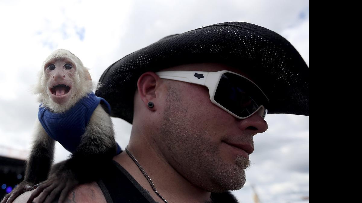 Tommy Conner of The Kuntry Boyz takes his monkey out for a walk at the Carolina Country Music Fest in Myrtle Beach between Eighth and Ninth avenues at the site of the old pavilion on Ocean Boulevard Friday.