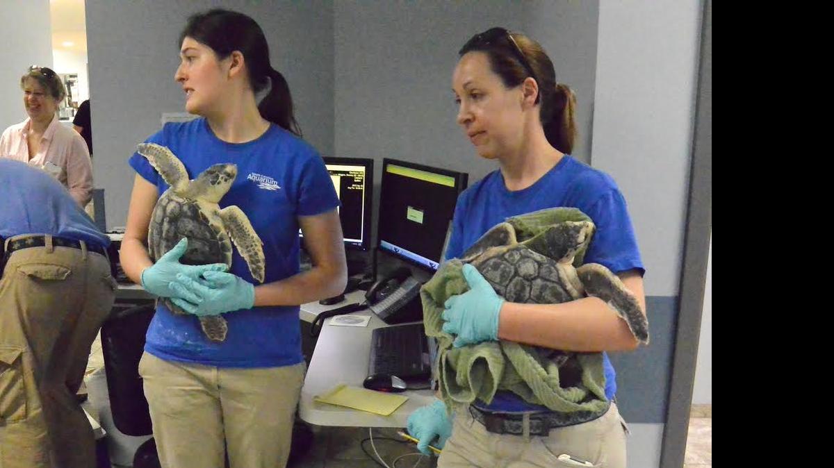 
At the S.C. Aquarium Sea Turtle Rescue Program hospital – open for public tours at noon and 2 p.m. daily – two cradled Kemp’s ridley turtles are readied for CT scans donated by the Charleston Veterinary Referral Center.
