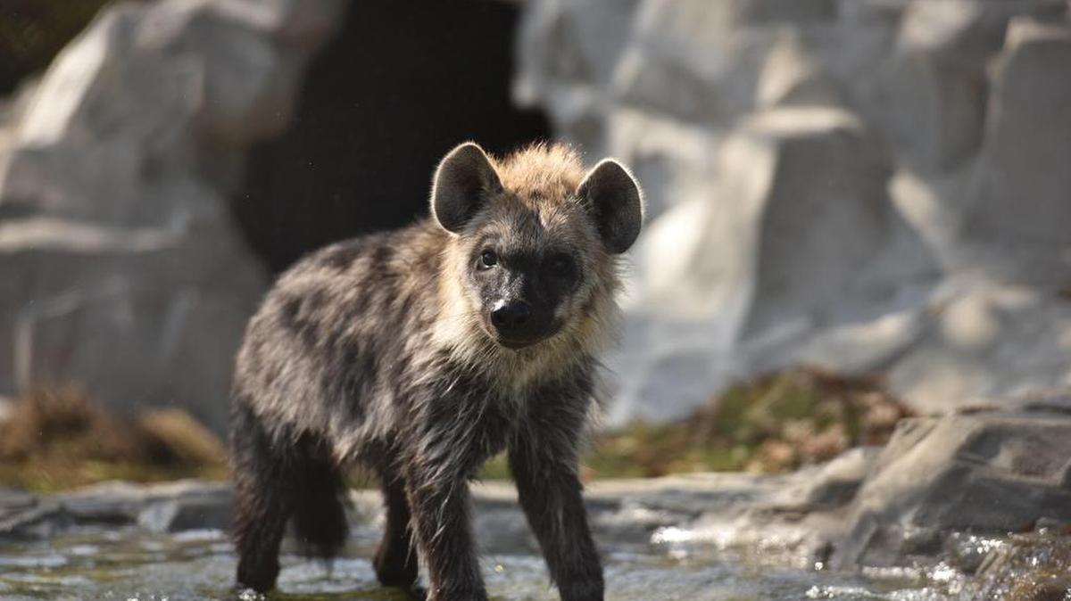 One of the two spotted hyena cubs at Alligator Adventure surveys the scene at the park in North Myrtle Beach. The site, adjacent to Barefoot Landing in North Myrtle Beach, has winter hours of 10 a.m.-4 p.m. Fridays-Sundays (but not Saturday-Sunday this weekend), also Monday-Thursday next week. Details at 843-361-0789 or alligatoradventure.com.