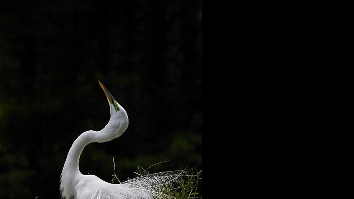 
This photo of a great egret, taken by Janine Briggs, is part of the Carolinas’ Nature Photographers Association’s Myrtle Beach group exhibit opening Saturday at The Rice Museum’s Prevost Gallery, 633 Front St., Georgetown, and continuing through June 13.
