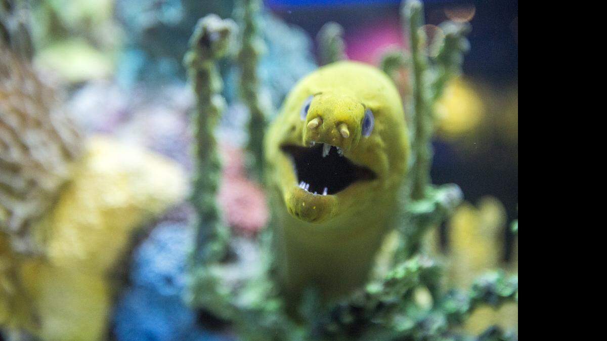 
The moray eels are a menacing presence in the Ripley’s Aquarium “Slime” exhibit in Myrtle Beach. It features creatures for which slime is a part of their survival and life processes. There are more than 30 exciting and educational exhibits, including interactive areas and videos.
