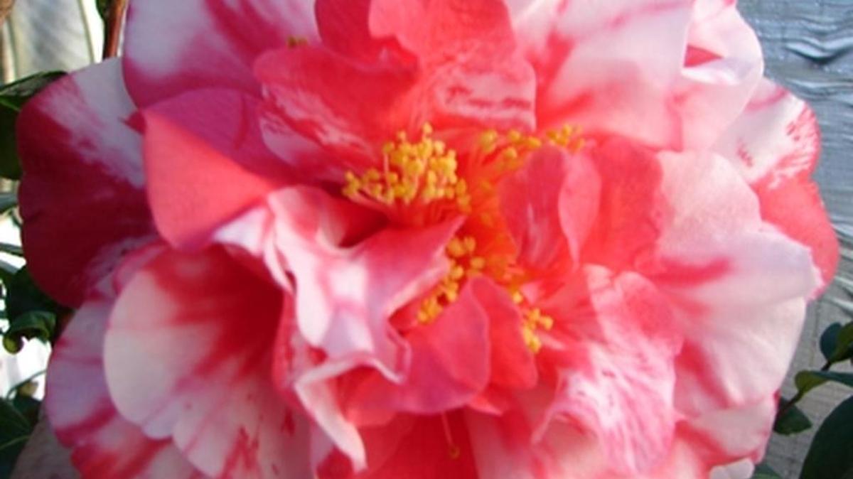 This photo shows an Edna Bass variegated camellia. See such beauty in these winter-blooming flowers at the Grand Strand Camellia Society’s 13th annual show – with the American Camellia Society and Atlantic Coast Camellia Society –1-5 p.m. Saturday-Sunday, at Inlet Square, at U.S. 17 and U.S. 17 Business in Murrells Inlet. It’s in the mall’s meeting room, between the center court and Belk. Admission is free. Details at 843-995-1256, 843-651-3363 or www.atlanticcoastcamelliasociety.org/gscs.html.