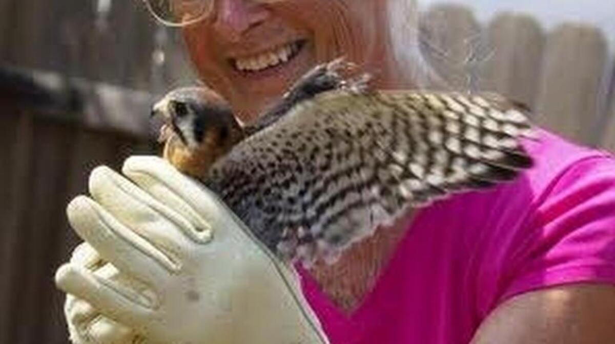 
Mary Ellen Rogers, shown holding a kestrel, who founded the Sea Biscuit Wildlife Shelter on Oak Island, which helps about 350 injured and orphaned birds a year, will visit at 6 p.m. Tuesday at the Museum of Coastal Carolina, in Ocean Isle Beach, N.C., to talk about some of the migrating water birds and raptors seen from the shelter.
