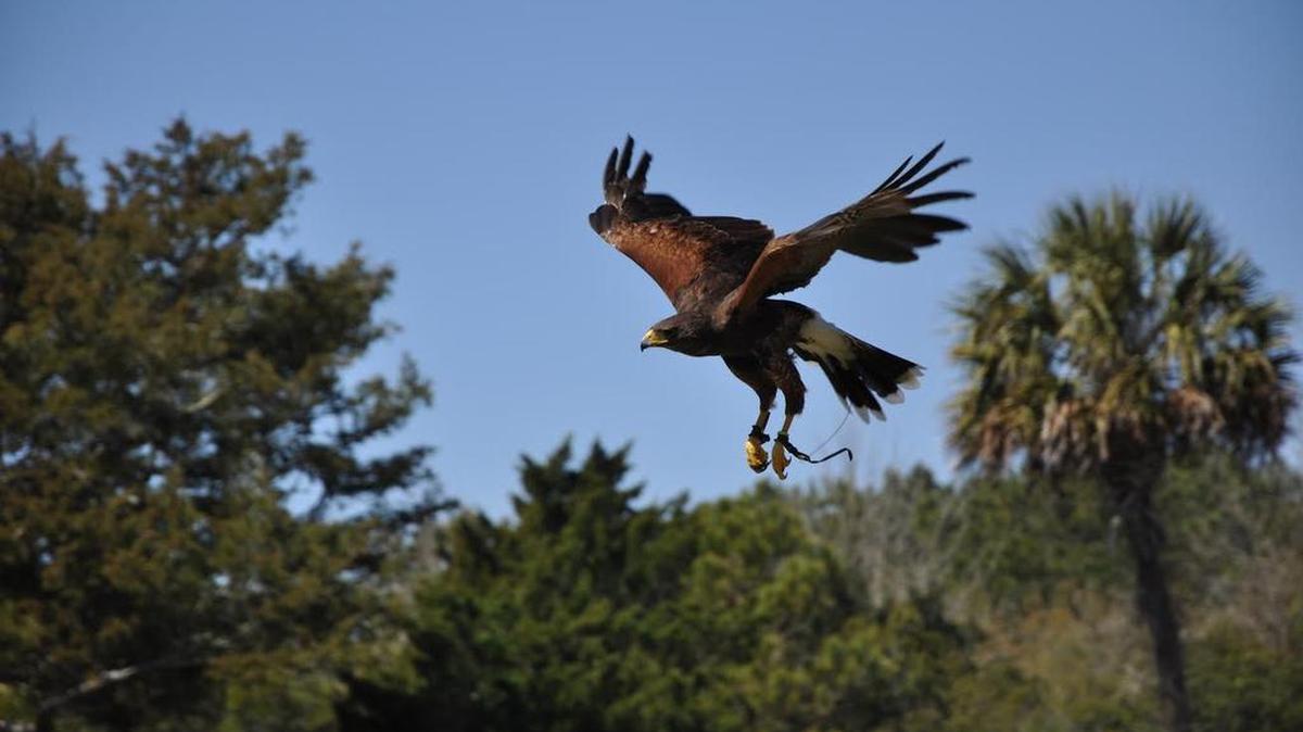 The Center for Birds of Prey of Awendaw will present “Live Raptors in Flight,” with demonstrations in the air, 1-2 p.m. Saturday at Myrtle Beach State Park, as part of the park’s “Predators of Land, Air, and Sea.” For the avian show, in the overflow parking lot, admission is two canned food items, plus park admission. Details at 843-238-0874 or www.myrtlebeachsp.com.