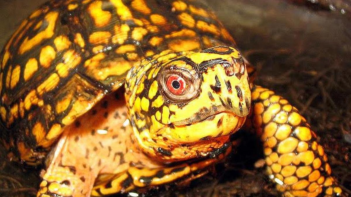 The Eastern box turtle