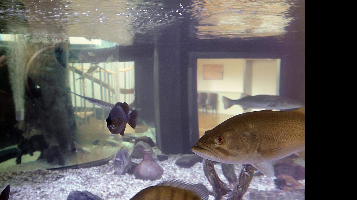 
See fish of the Waccamaw River in the beautiful aquarium that fits around the staircase at the Horry County Museum, 805 Main St., Conway.

