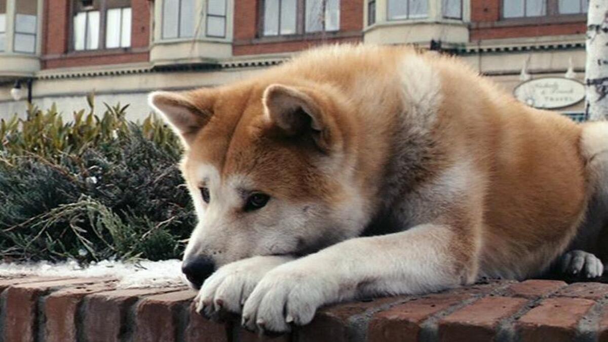 This photo shows the resting namesake from “Hachi: A Dog’s Tale,” from 2009, based on a true story from Japan, more than a decade before World War II. It follows a college professor (Richard Gere) who befriends a homeless Akita he would see at the train station, on commutes to and from work.