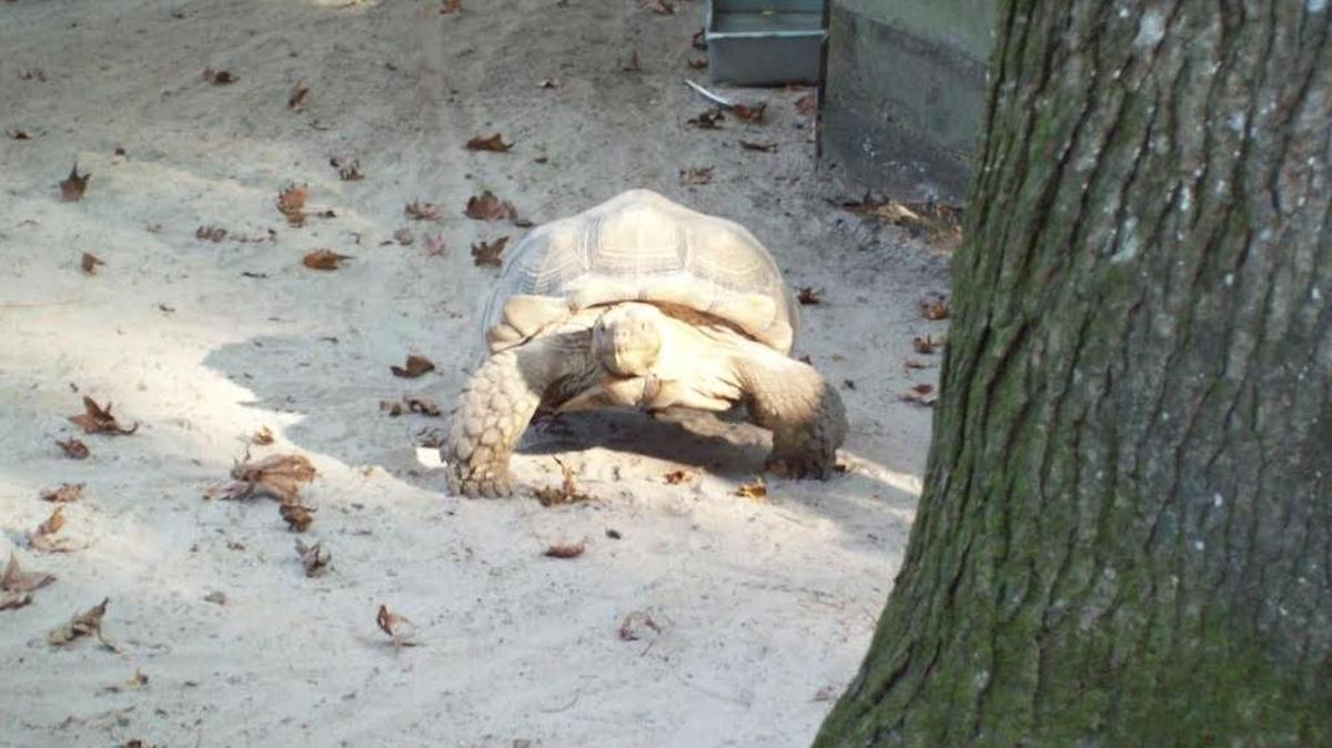 An African spurred tortoise walks toward the front of its enclosure at the Waccatee Zoo in Socastee.