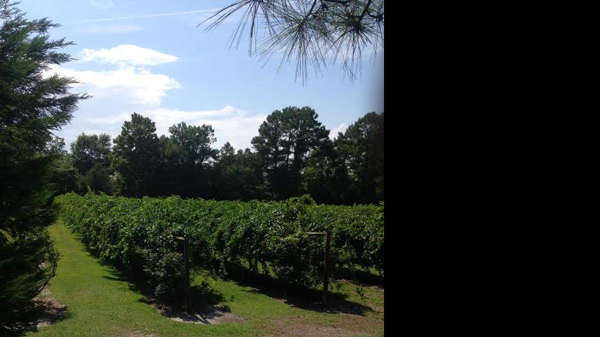
La Belle Amie Vineyard in Little River will shine with national attention at 8:50 a.m. Friday during a remote broadcast by The Weather Channel’s Sam Champion and Jim Cantore from Myrtle Beach with C. Vicki Weigle, the winery’s owner.

