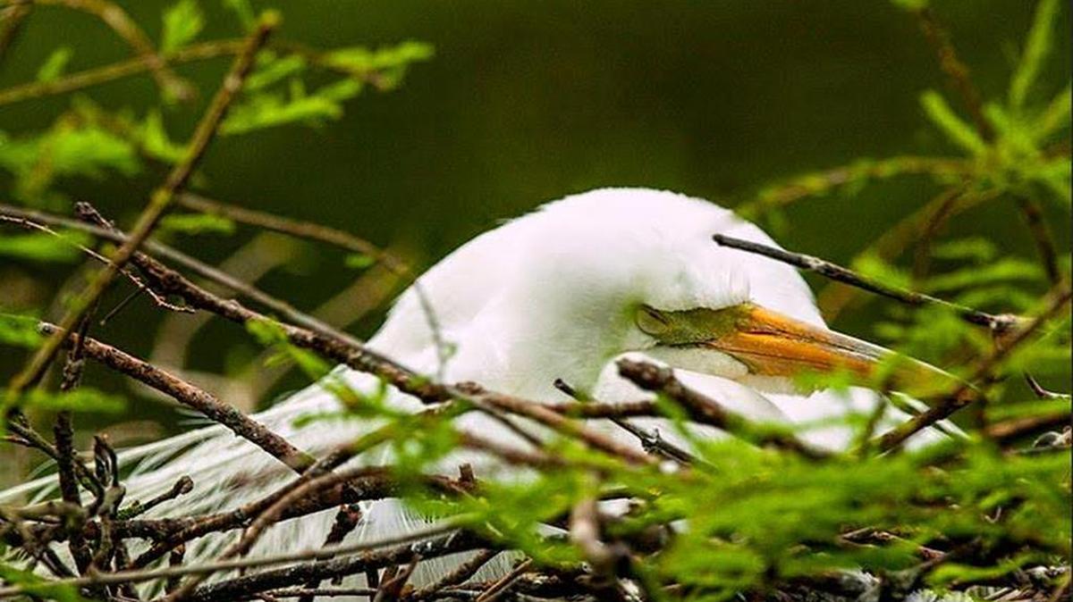 This photo by Janine Briggs shows an egret at rest, part of an exhibit showcasing pictures by Briggs and David Fattaleh each, through February at Georgetown County Library’s Waccamaw Neck branch, 41 St. Paul Place, Litchfield Beach, off Willbrook Boulevard.