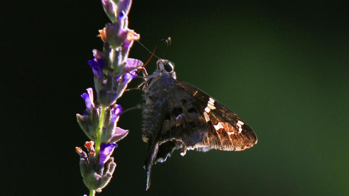 Even though scenes such as this moth resting on a lavender plant are not commonplace in winter, warmer weather is on the minds of members of the Low Country Herb Society, which will meet, also with a presentation on “Beneficial Weeds” with Patricia Candal, an herbalist and beekeeper. Gather at 9:30 a.m. at Georgetown County Library’s new Waccamaw Neck branch, 41 St. Paul Place, Litchfield Beach, off Willbrook Boulevard. Details at www.lcherbsociety.info.