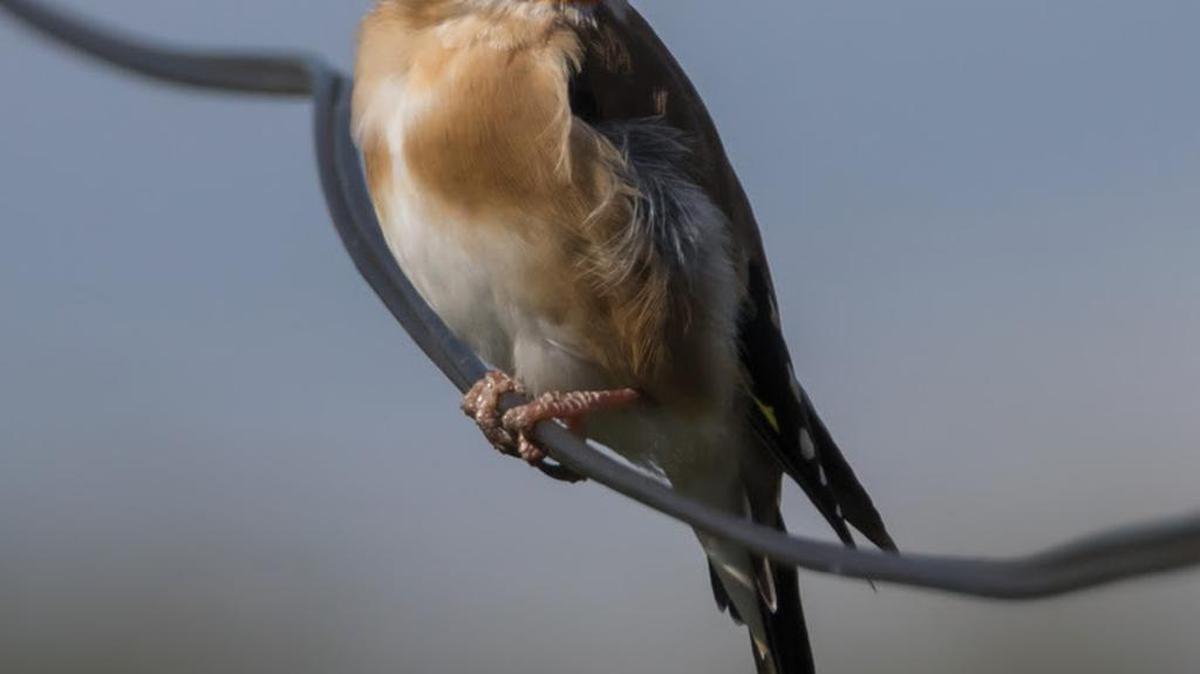 For “Brown Bag and Birdsong: a Celebration of Nature in Music,” enjoy a program with examples of transcribed bird calls in music by Johannes Brahms, Wolfgang Amadeus Mozart and John Jacob Niles, at noon Friday at Coastal Carolina University Johnson Auditorium, in E. Craig Wall School of Business Administration, on the main campus, accessed from U.S. 501 and S.C. 544 in Conway.