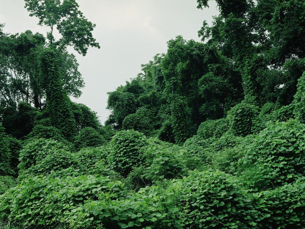 This photo shot with a film camera shows kudzu along U.S. 61 in Mississippi, the famed Blues Highway, part of the “Conjure” collection of photography by Talbot Easton Selby. See the, exhibit through Nov. 12 at Artspace 506, 506 37th Ave. S., North Myrtle Beach, open 11 a.m.-6 p.m. Wednesdays-Saturdays. Details at 843-273-0399 or www.artspace506.com.