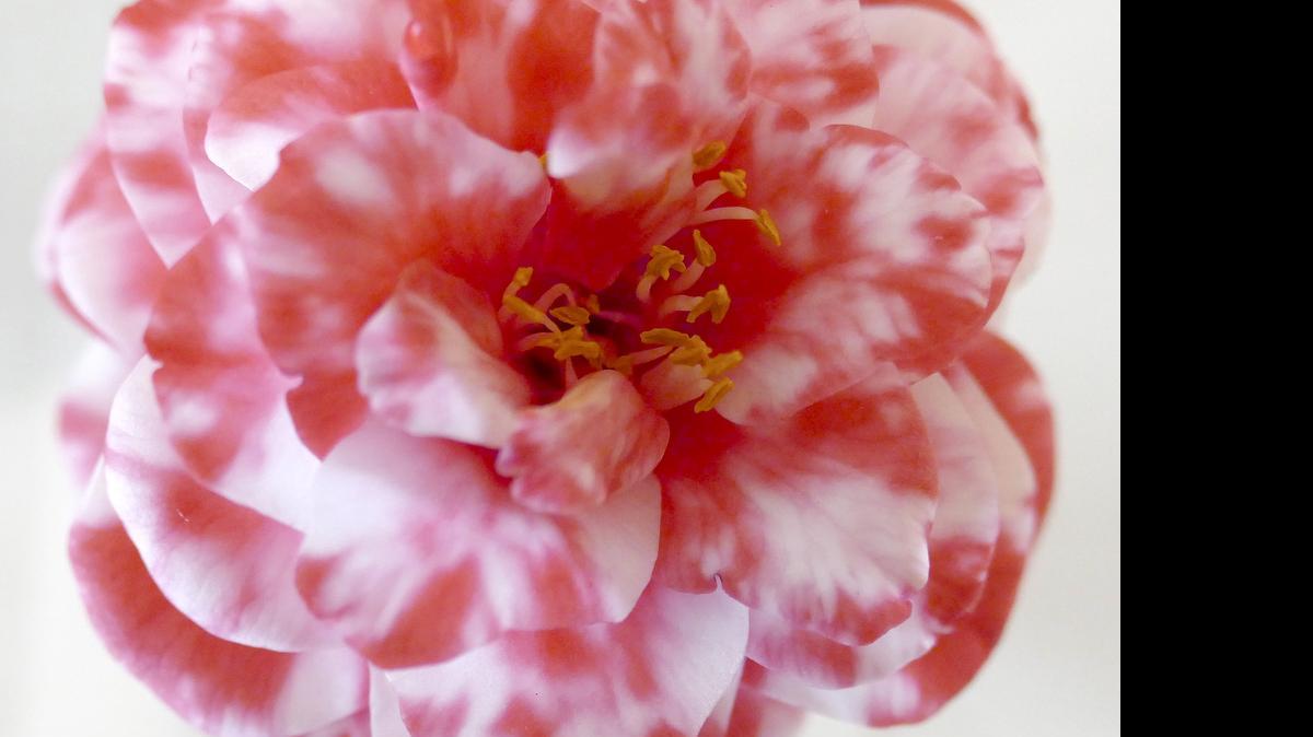 
Camellias will be the topic of the hour when the Grand Strand Camellia Society has its monthly meeting, 4:30 p.m. Monday at Georgetown County Library’s new Waccamaw Neck branch, 41 St. Paul Place, Litchfield Beach, off Willbrook Boulevard.
