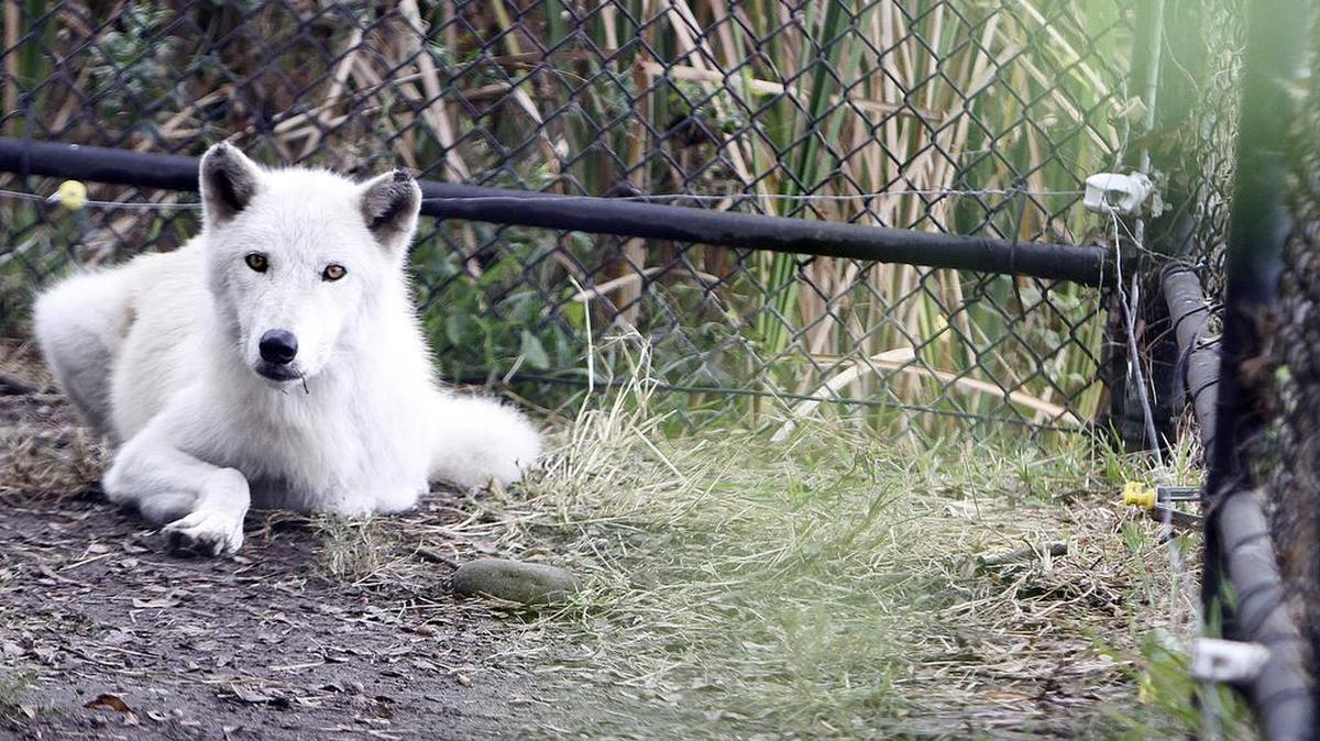 The residents’ roster at Alligator Adventure in North Myrtle Beach goes way beyond reptiles, including white and gray wolves.