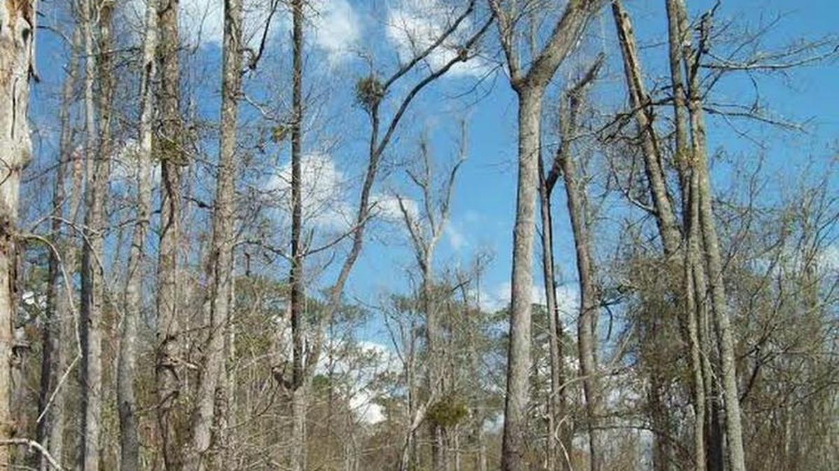 A boardwalk stroll in Lee State Park, even in late winter, lets anyone enjoy a removal from the rest of the world, through a wetland forest with many trees their had their tops snapped off by Hurricane Hugo in 1989, leaving a lasting, yet lovely, identity in this 1,500-acre site about a half-hour west of Florence.