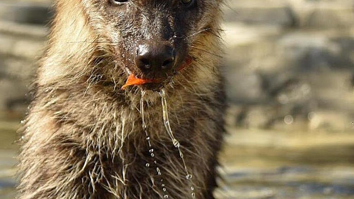 This is one of the two spotted hyena cubs on the run in a spacious enclosure at Alligator Advenure, in North Myrtle Beach.