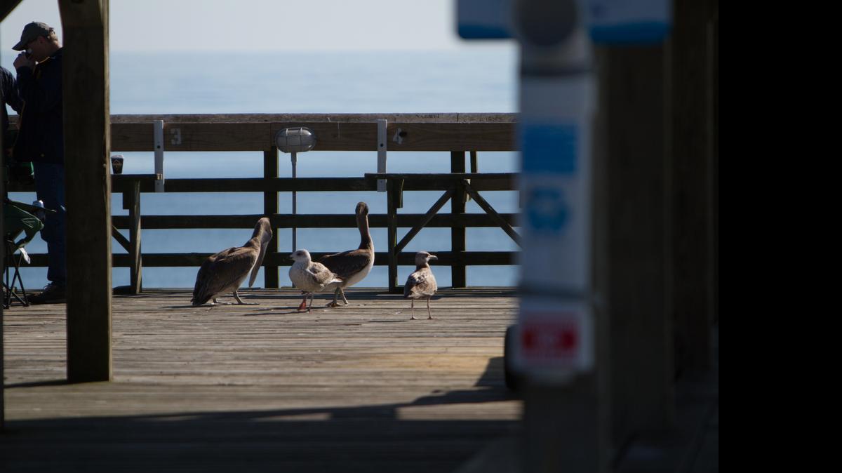 
Some juvenile pelicans and gulls hang out on the pier at Myrtle Beach State Park. At 10 a.m. Fridays this month, join the“What Wildlife Will A-Pier?” program to check out such visitors.
