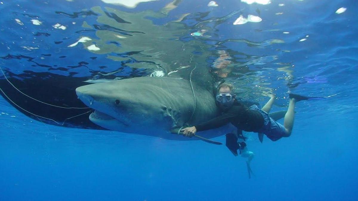 Dan Abel, a Coastal Carolina University professor from Pawleys Island, seen swimming with a shark, will speak on “Was 2015 The Summer of the Shark, or Were the Shark Attacks of Last Summer a Bunch of Bull (Sharks)?” in the “1st Thursday” adult education series, 10 a.m. Thursday at Georgetown County Library Waccamaw Neck branch, 41 St. Paul Place, Litchfield Beach, off Willbrook Boulevard.