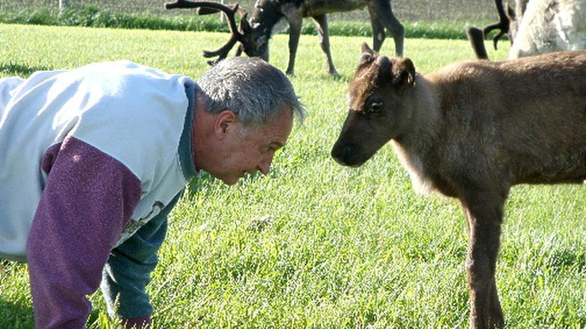Daryl Simon, owner of Crystal Collection Reindeer in Lake Crystal, Minn., and part of the Reindeer Owners and Breeders Association (www.reindeer.ws), plays in a pretend pose to butt heads with a calf.