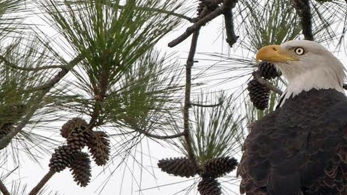 
A bald eagle might be a star in the morning when The Center for Birds of Prey, in Awendaw, 35 miles south of Georgetown, has “Birdwatching for Beginners and Families” walks 8:30-10:30 a.m. Saturday and Aug. 1, by reservation only; call 843-971-7474.
