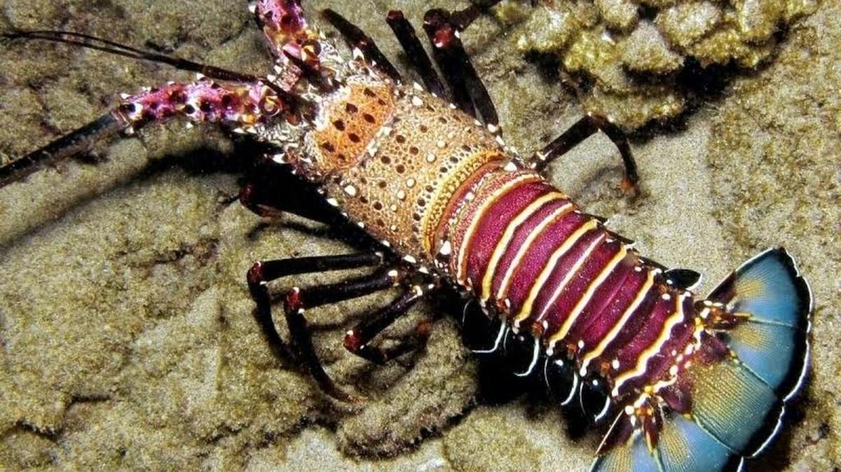 See a “Spiny Lobsters” program – about a species that unlike some other lobsters, species does not have large claws to help in catching prey – at 11 a.m. Saturday at Museum of Coastal Carolina, 21 E. Second St., Ocean Isle Beach, N.C. Unlike The program’s free with museum admission. Details at 910-579-1016 or www.museumplanetarium.org.