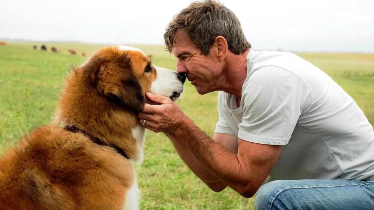 This photo shows actor Dennis Quaid and a pooch pal in “A Dog’s Purpose,” which will play at 7:30 p.m. Friday as part of the Strand Cinema group’s weekends of movies at the Strand Theater, 710 Front St., Georgetown. The rest of the slate comprises “Worlds Apart” at 2:30 p.m. Friday, then on Saturday with “Lion” at 2:30 p.m., and “I, Daniel Blake,” 7 p.m. Each is $5 for members, otherwise $7. Details at 843-527-2924 or www.strandcinema.org.