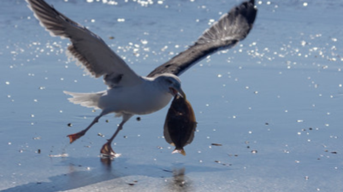 This photo of a gull with a flounder in its bill was snapped by Gary W. Baird of Carolina Shores, N.C., the Georgetown County Library Waccamaw Neck Branch Photographer of the Month for January. The site, at 41 St. Paul Place, Litchfield Beach, off Willbrook Boulevard, also has a painting exhibit this month by Estelle McClary of Pawleys Island.