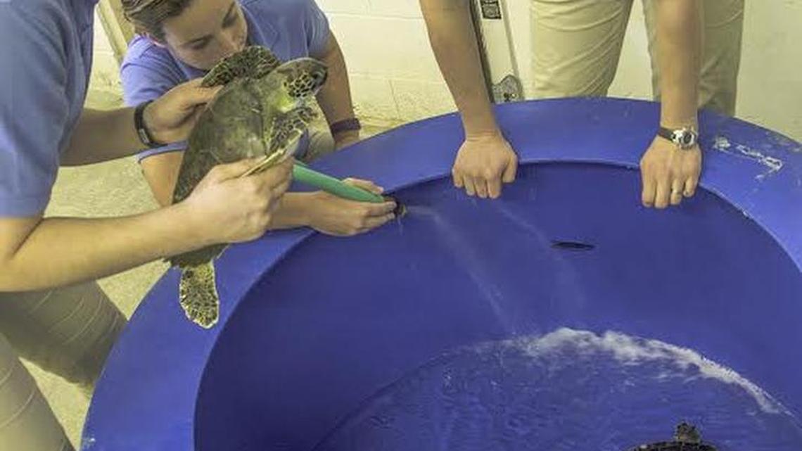 Animal care staff members (from left) Angela Traetow, Stephanie Phillips and Carol Richard examine two cold-stunned sea turtles recovered from coastal Atlantic waters. Take a behind-the-scenes, 15-minute tour to see 11 endangered green sea turtles in recovery, at 10:30 a.m. and 12:30, 2:30 and 3 p.m. Saturdays-Sundays through Jan. 31, at N.C. Aquarium at Fort Fisher, on U.S. 421, just south of Kure Beach.