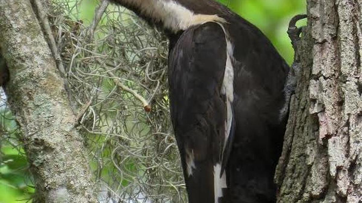 This photo shows a pileated woodpecker, among the many species represented in “Birds of Southeastern North Carolina,” a lecture with Jill Peleusus of Wild Bird & Garden, at 6 p.m. Tuesday at the Museum of Coastal Carolina, 21 E. Second St., Ocean Isle Beach, N.C. – free with admission.
