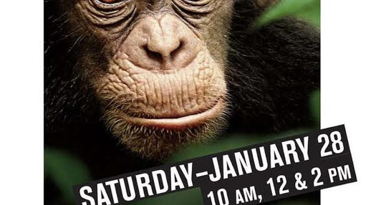 This photo shows a poster of “Science Cinema,” with Disneynature’s “Chimpanzee.” Free screenings are at 10 a.m., noon and 2 p.m. Satruday at the N.C. Museum of Natural Sciences at Whiteville, 415 S. Madison St. It’s 77 minutes long and rated G. Details at 910-914-4185 or www.naturalsciences.org.