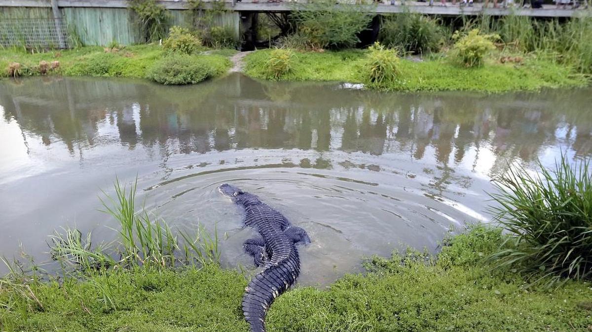 See more than 800 alligators and other animals, including Eurasian eagle owls and red kangaroos, in one place, with special shows hourly, at Alligator Adventure, in Barefoot Landing, on U.S. 17 in North Myrtle Beach.