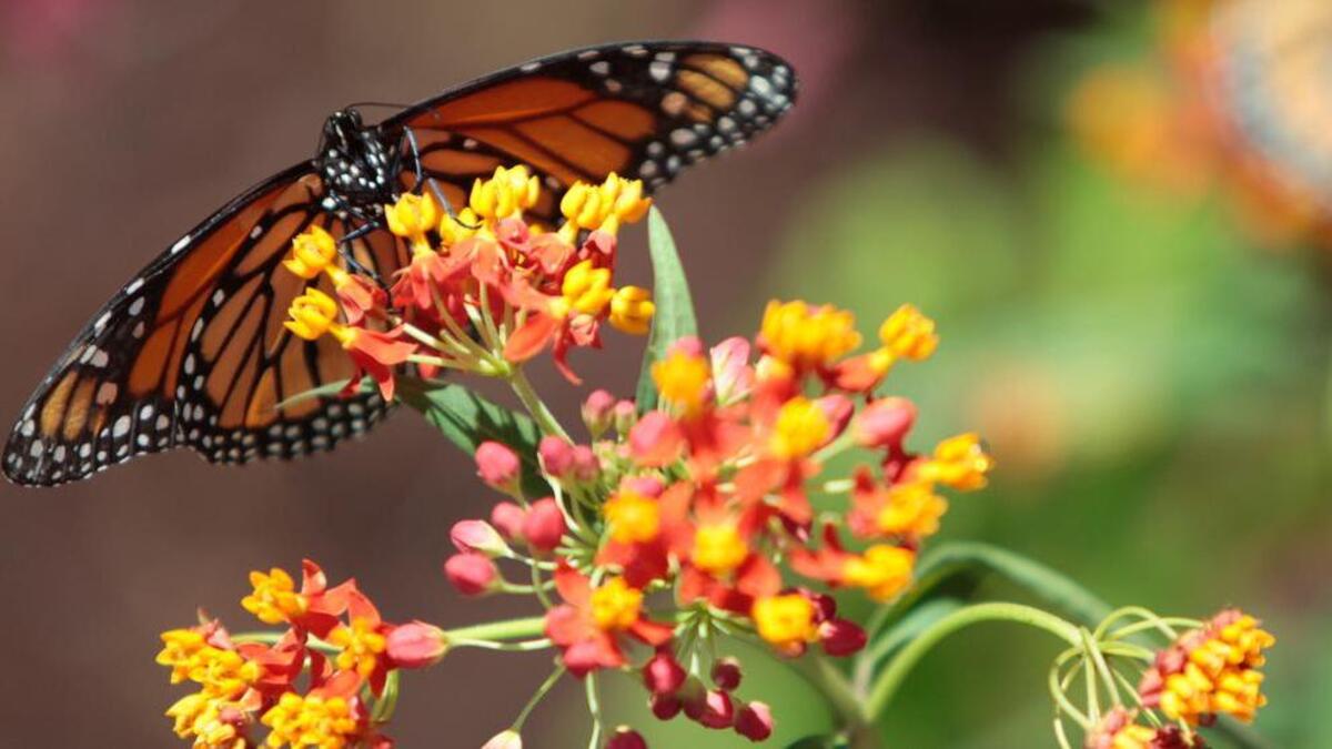 
Wednesdays this month, in “Monarch Magic,” for ages 8 and older, 2-2:30 p.m. at Myrtle Beach State Park, on U.S. 17 Business, one mile south of Ocean Boulevard/Farrow Parkway.
