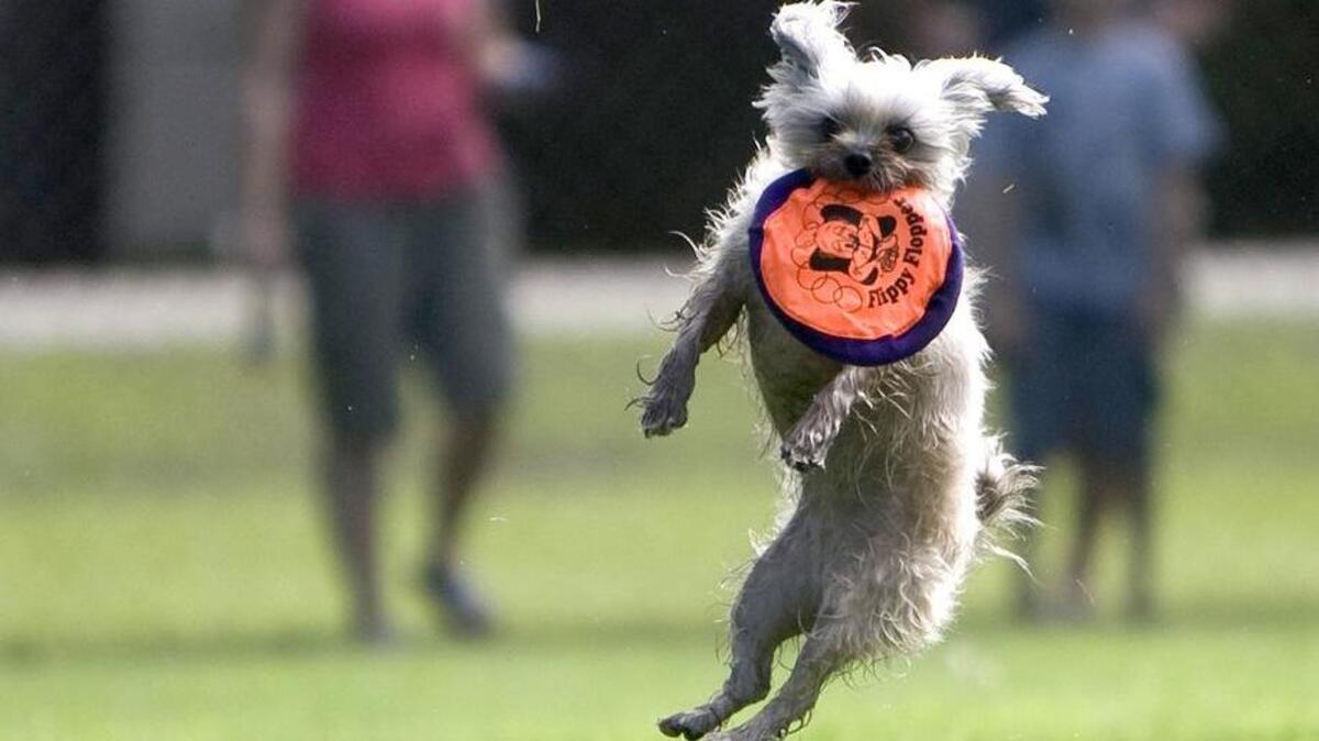 
Join or watch the Skyhoundz Disc Contest, 10-11 a.m. Saturday at Surfside Beach’s Martin Field, at Dogwood Drive South and Sixth Avenue South. Admission is free. 
