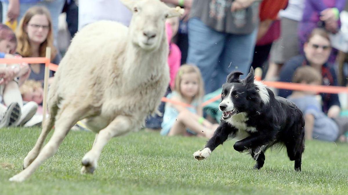 Border collies will again show off their skills, as seen last March, during the Myrtle Beach Highland Games and Heritage Festival. The 2017 celebration is 9 a.m.-5 p.m. Saturday at Myrtle Beach’s Grand Park, on Crabtree Lane, off Farrow Parkway, across from The Market Common. That includes scheduled border collie demonstrations at 9:30 and 11:30 a.m., and 1 and 3:30 p.m. Details at www.myrtlebeachhighlandgames.com.