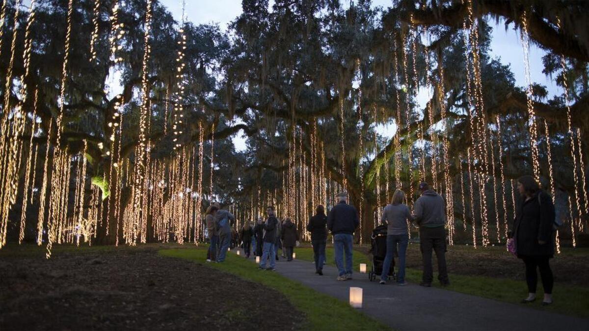 Lights are draped along Live Oak Allee last year at Brookgreen Gardens’ “Nights of a Thousand Candles.” The 2015 edition will illuminate starting Dec. 3 for three weekends.