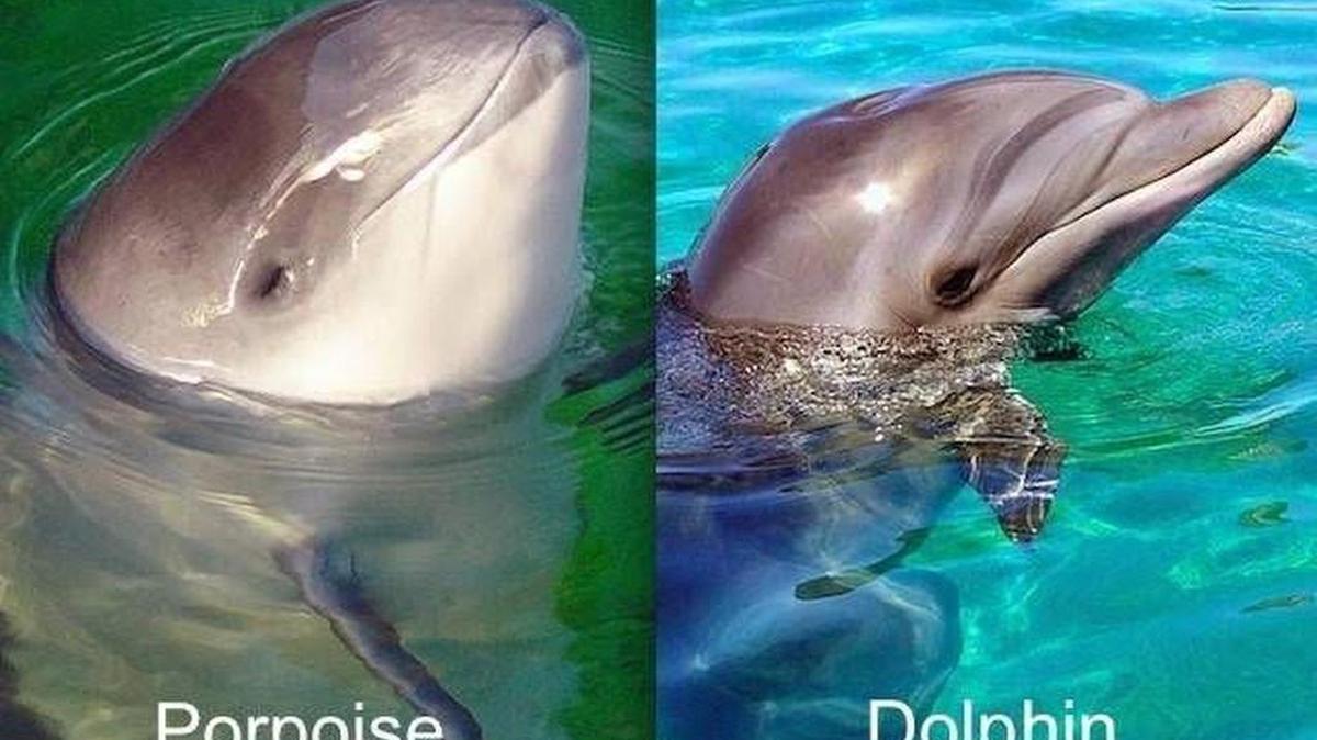 In a “Dolphins vs. Porpoises” program, Maria Knapik will explain the differences between these two cetacean species, at 11 a.m. Saturday at the Museum of Coastal Carolina, 21 E. Second St., Ocean Isle Beach, N.C. It’s free with museum admission. Details at 910-575-1016 or www.museumplanetarium.org.
