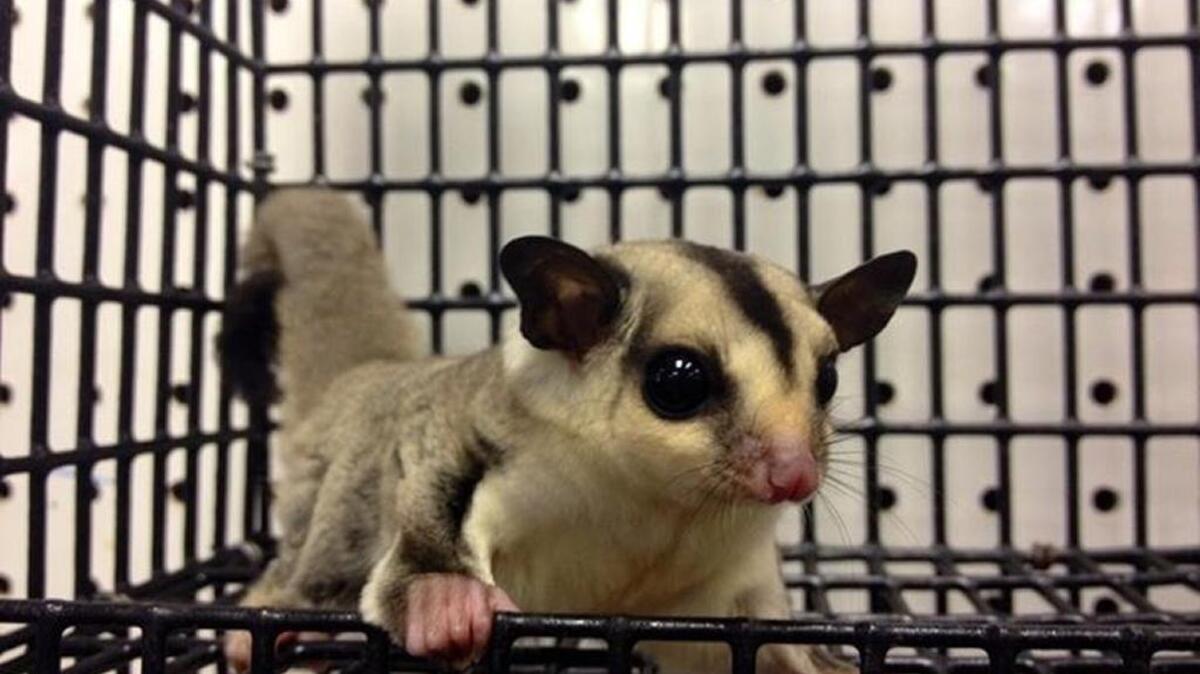 
A sugar glider can be purchased at The Spoiled Pet in Myrtle Beach. Courtesy photo.
