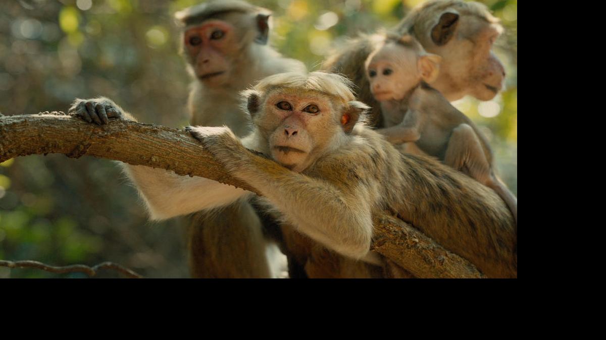 
A movie still from Disneynature’s “Monkey Kingdom.”
