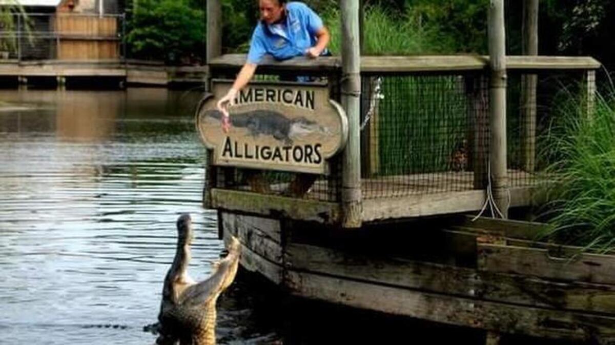 
Michelle Skowron, feeding a alligator at Alligator Adventure in North Myrtle Beach. Courtesy photo.
