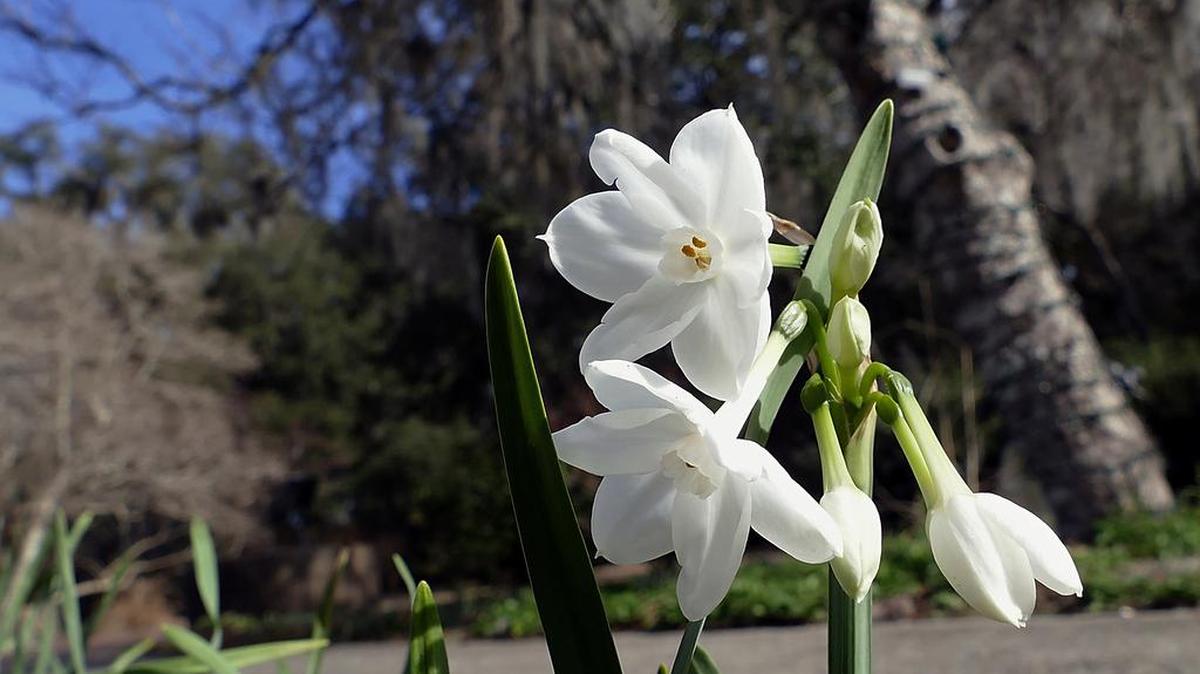 Even on colder days, a few blooms might been seen scattered across Brookgreen Gardens, open 9:30 a.m.-5 p.m. daily outside of its annual “Nights of a Thousand Candles,” which concludes 3-10 p.m. Thursday-Saturday and has its own admission rate.