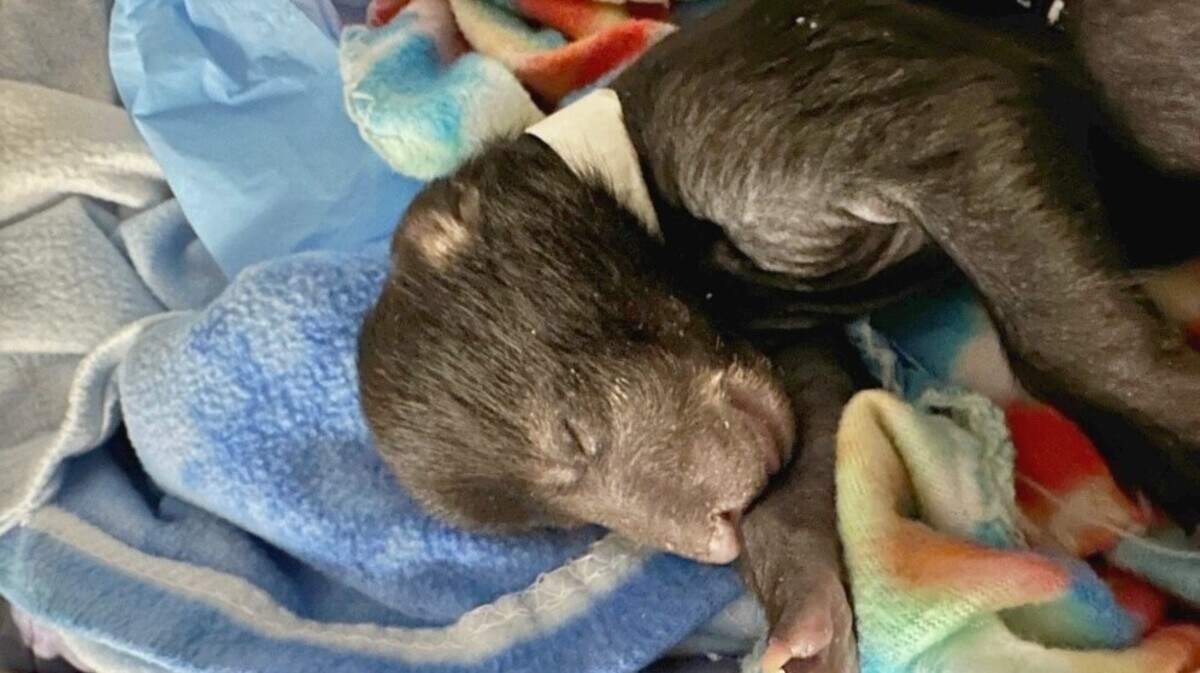 Carolina Bear is one of two black bear cubs rescued from a wildfire in Georgetown County in January. The bear died Feb. 23, 2024, according to the Appalachian Bear Rescue in Tennessee, where the cubs were being cared for. Her brother, Pawley, died Feb. 9.