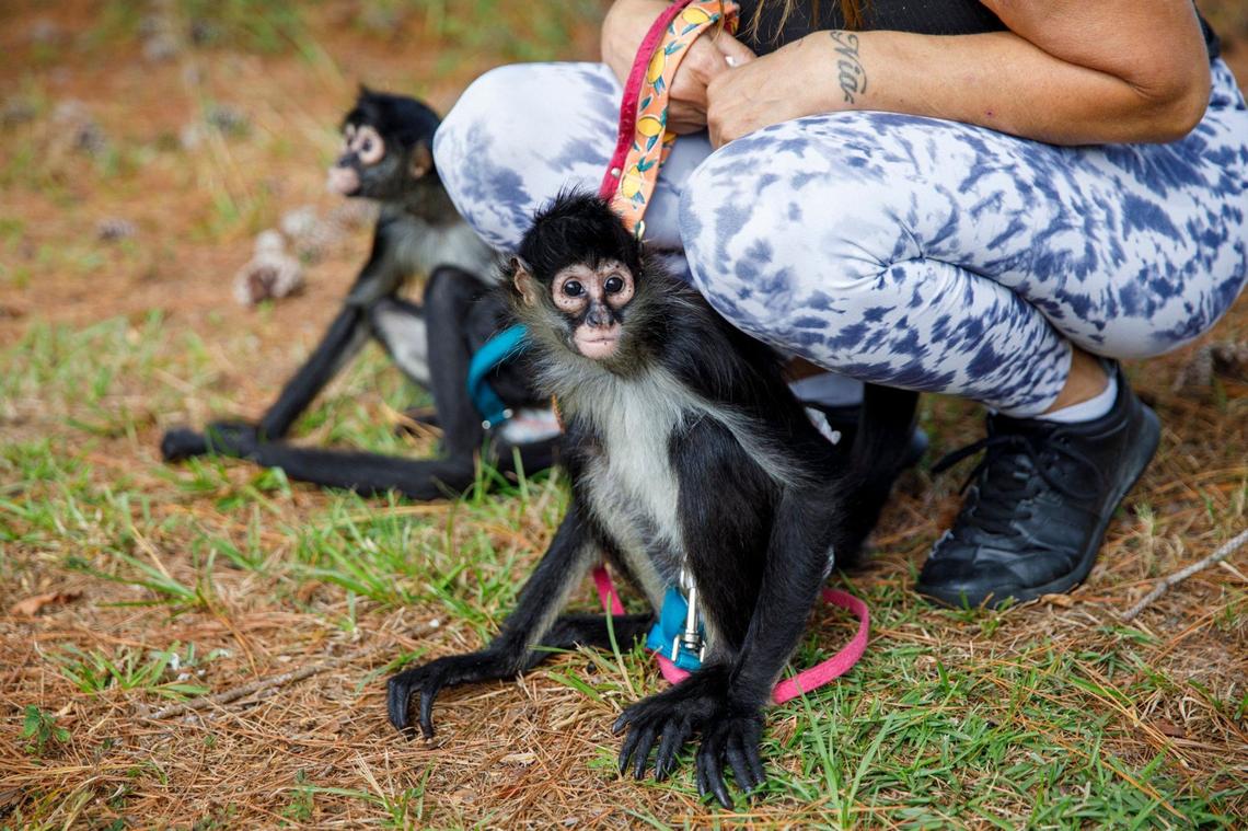 Spider monkeys Charlotte and Pixie, owned by Trina Owens, visited the monkeys owned by Donna Greenough Cantalupo and husband Guy Cantalupo in Longs, S.C. on Wednesday. The Cantalupos own Brenna, a vervet and Sisco, a marmoset. Oct. 9, 2024.