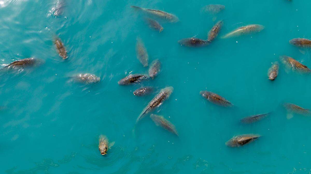 A school of carp swim around the boardwalks at Broadway at the Beach begging for the fish food sold from kiosks in the entertainment complex. Wednesday, June 11, 2025.