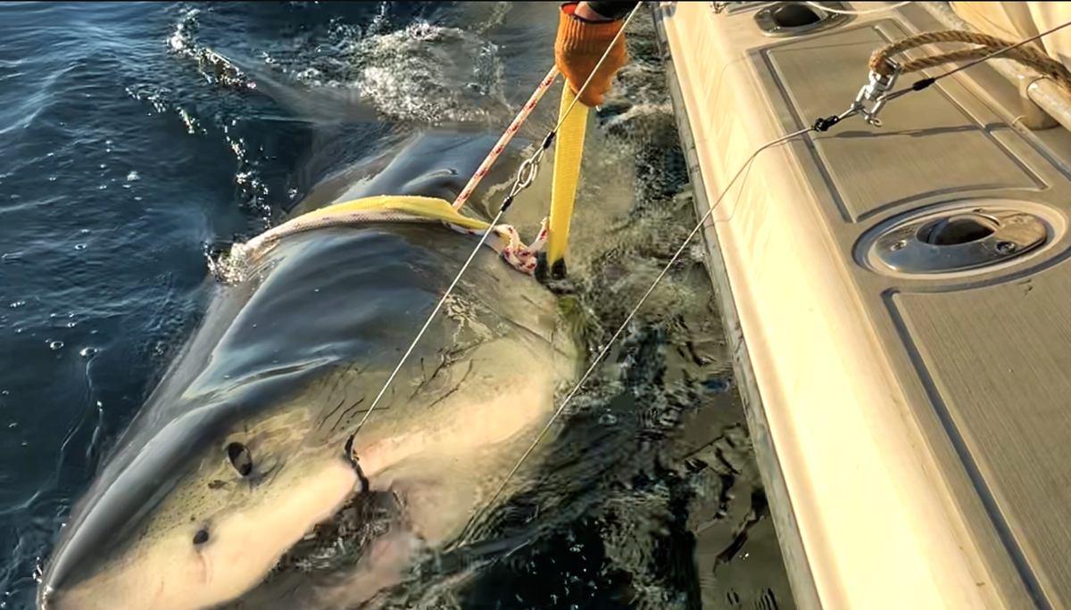 The 13-foot nine-inch, 1653-pound has travelled from Florida to North Carolina and now the Myrtle Beach area in the four months scientists have been tracking him.